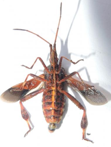 Leptoglossus occidentalis